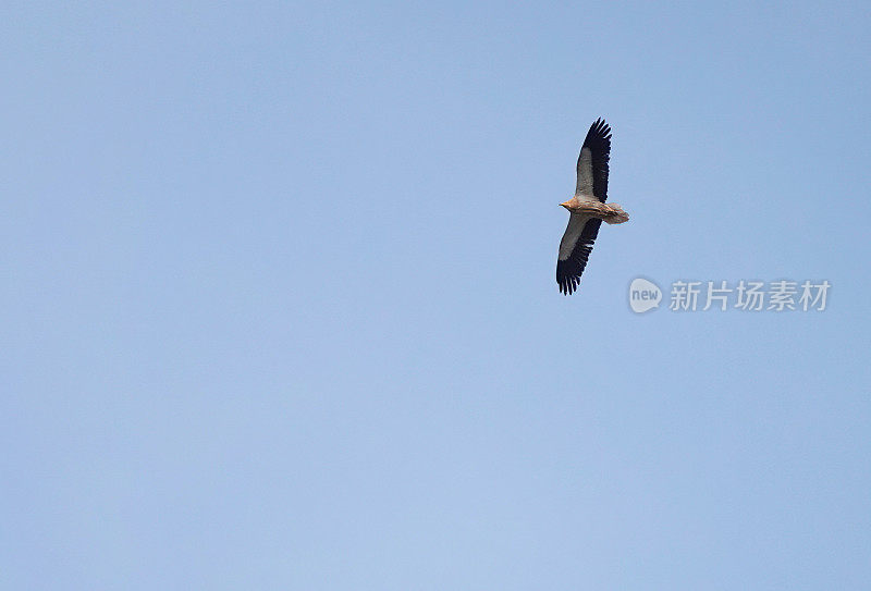 在西班牙巴利阿里群岛的米诺卡岛，一只名叫neophron percnopterus的埃及秃鹫从低角度飞过蓝天。